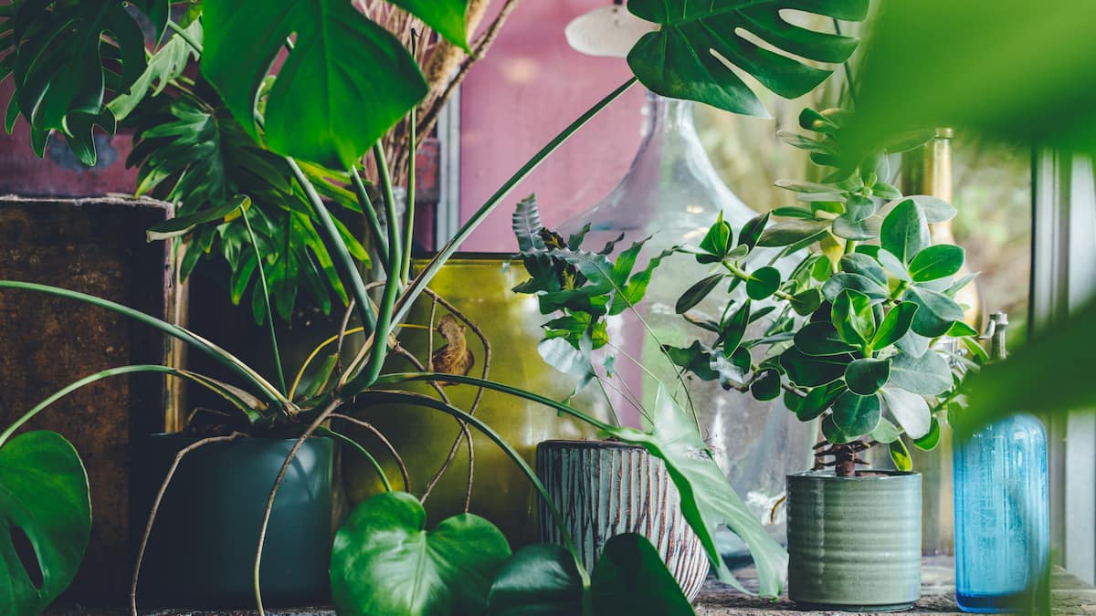 Einfache-Tricks-gegen-l-stige-Trauerm-cken