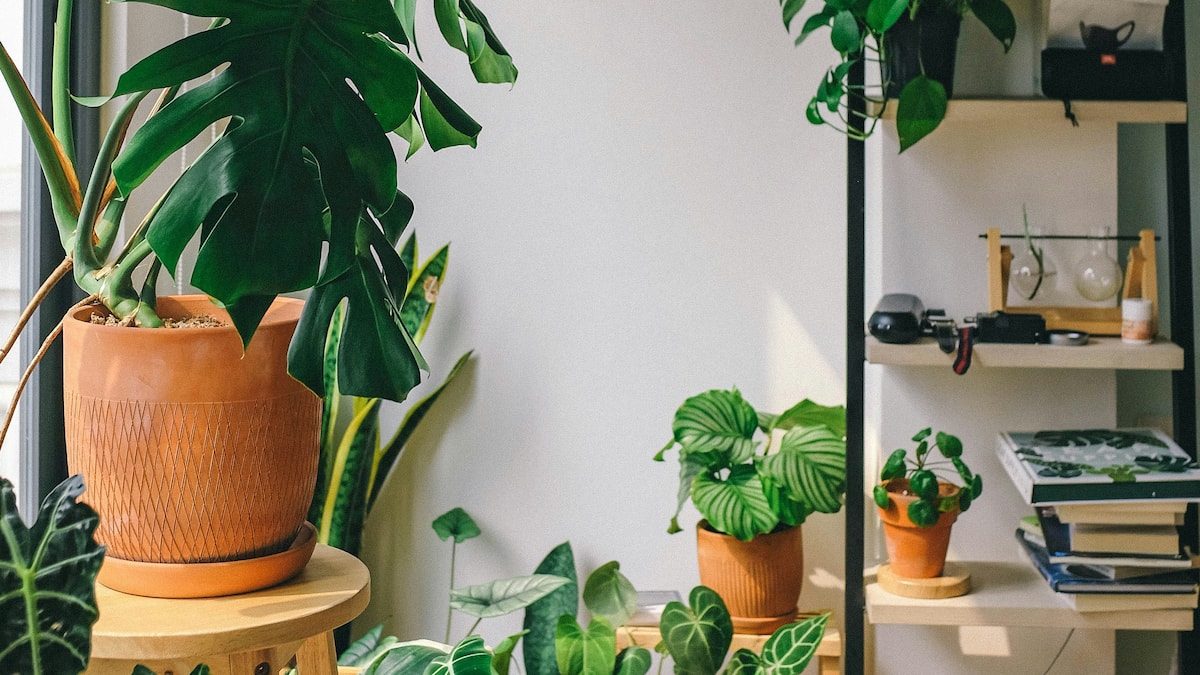 Wie-bringen-wir-Zimmerpflanzen-gut-durch-den-Winter-