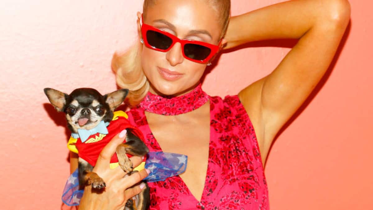 Dogs'n Tiger Hunde Adventskalender 2025 - 24 Türchen Mit 85% Fleisch Snacks