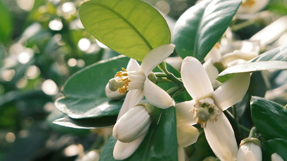 was-kann-orangenbl-tenwasser