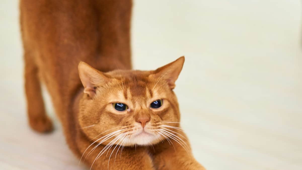 Welche-Fehler-machen-wir-beim-Dehnen-