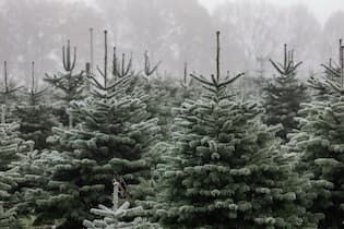 Wie der Weihnachtsbaum nachhaltig wird Frostbedeckte Tannenbäume im Nebel nach einer frostigen Nacht