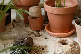 Habt ihr einen grünen Daumen? Pflanzen sollten regelmässig umgetopft werden.