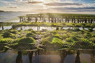 Königlich zu Austern und Kaviar Austern! Ein Ausflug, der sich lohnt: zur Austernfarm Baye des Veys in der Normandie.