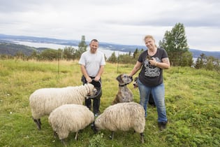Vom Aargau ins norwegische Inderøya <p>Strenges, aber schönes Leben: Pia Gygax mit ihrem Mann Marc, den Hunden Zita und Aria, einer Ente und drei ihrer Schafe.</p>