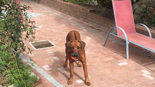 Sacha von der Crone Auswanderer Südafrika Kreisverkehr