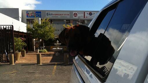 Sacha von der Crohe Blog Neues Leben Südafrika Übergewicht