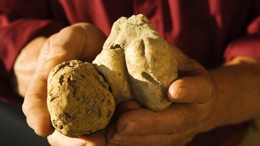 Weisser Trüffel aus dem Piemont