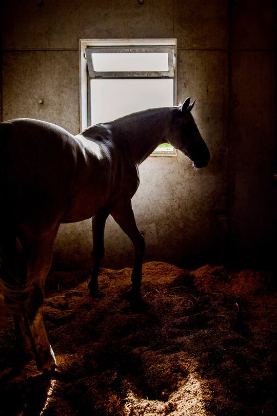 Martin Fuchs mit Paradepferd Clooney