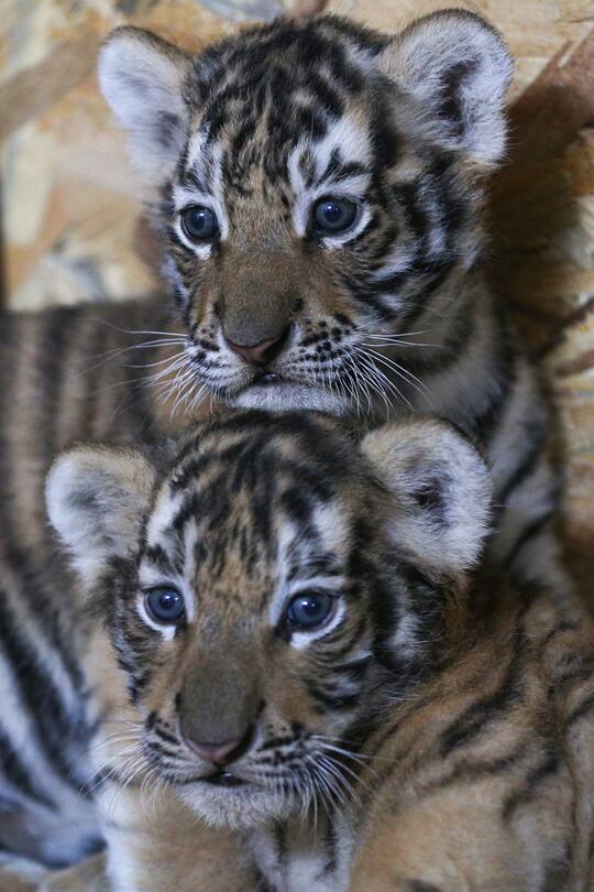 Tiger Babys
