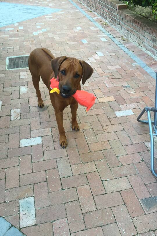 Auswandern Südafrika Blog Sacha von der Crone Fynn Herbst Leben Alltag