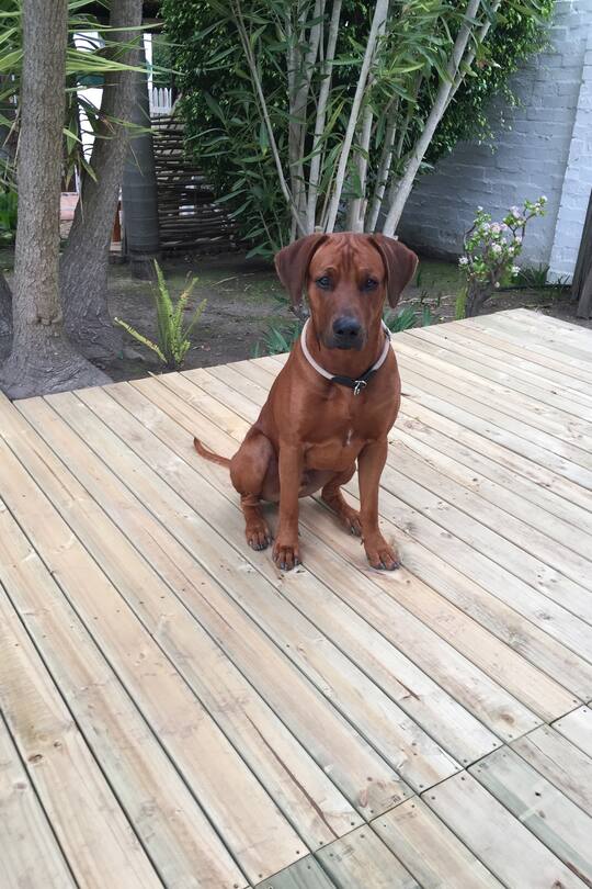 Auswandern Südafrika Blog Sacha von der Crone Leben Alltag