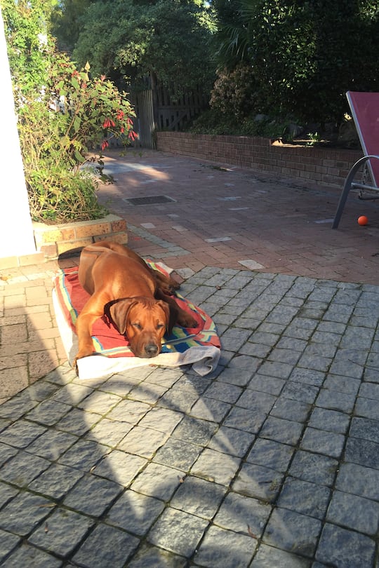 Blog Auswandern Südafrika Sacha von der Crone Leben Politik