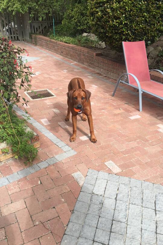 Sacha von der Crone Auswanderer Südafrika Kreisverkehr