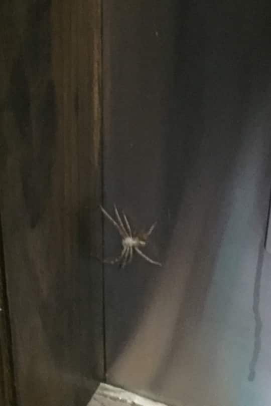 Südafrika-Blog Silvester Spinne