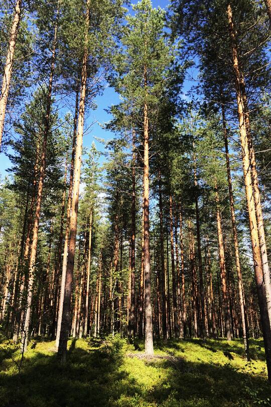 fork and flower X SI Style Rezept: Blaubeer Galette