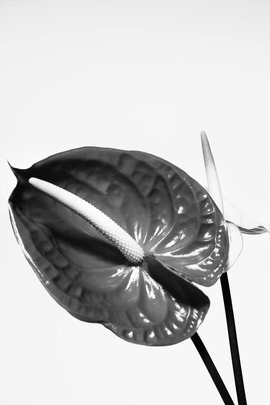 Editorial, Model, Asia