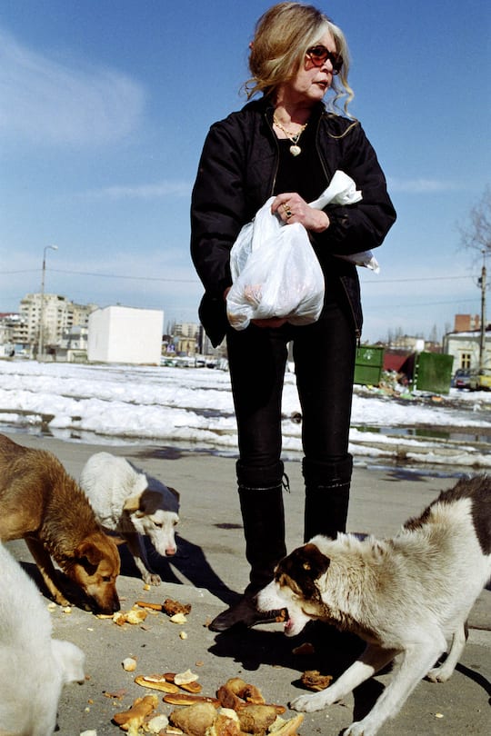 386218 04: French animal rights activist and former actress Brigitte Bardot feeds bread to stray dogs March 2, 2001 on a back street in Bucharest, Romania. Bardot left Bucharest today after lobbying against Mayor Traian Basescu's plan to exterminate the city's stray dog population. (Photo by Kael Alford/Newsmakers)