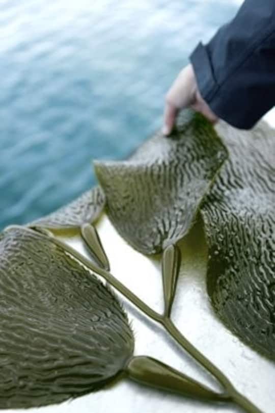 GreenWave widmet sich dem nachhaltigen Anbau von Seetang.