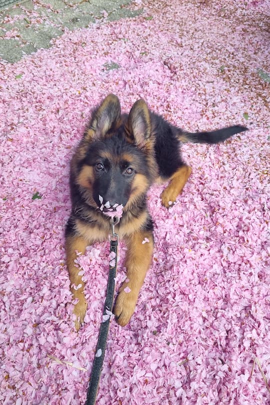 Mit Whoopi kam die Freude zurück ins Hause Lienhard.