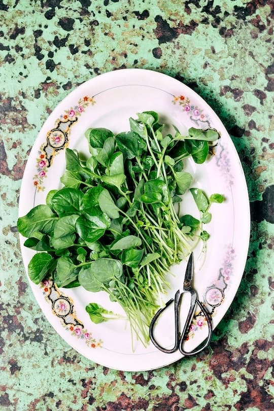 A bunch of watercress on a plater on green rusty background
