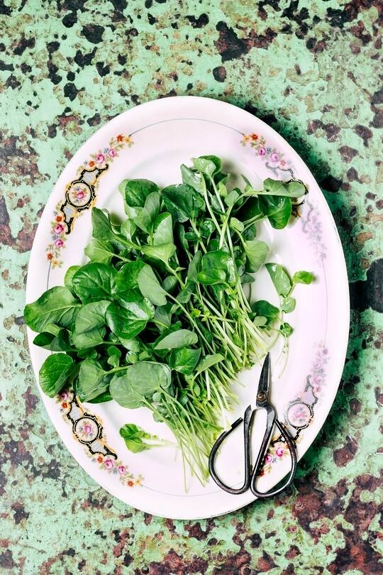 A bunch of watercress on a plater on green rusty background