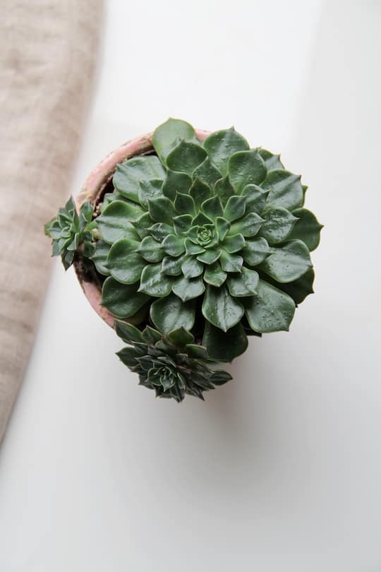 fork and flower x SI Style - Rezept: Vegi Freitag