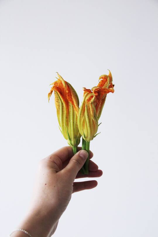 fork and flower X SI Style Rezept: Zucchiniblüten mit Ricotta