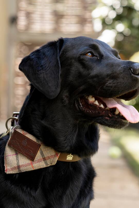 Hund mit Queen-Halsband