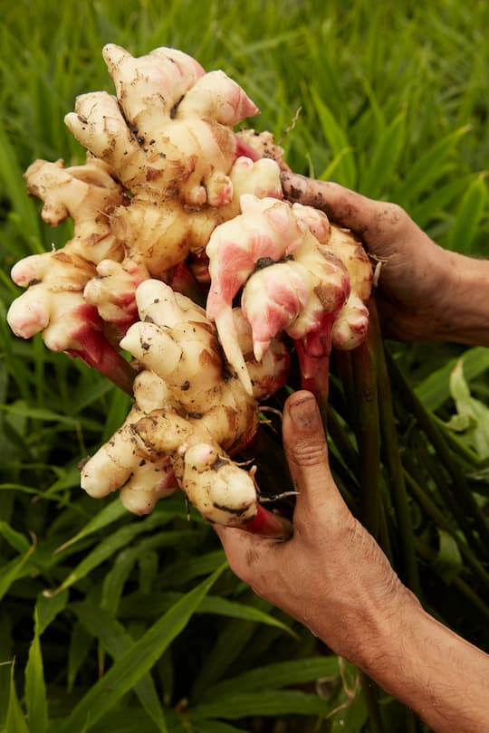Stephan Müller Ingwer Produzent SI GRUEN 4/2019