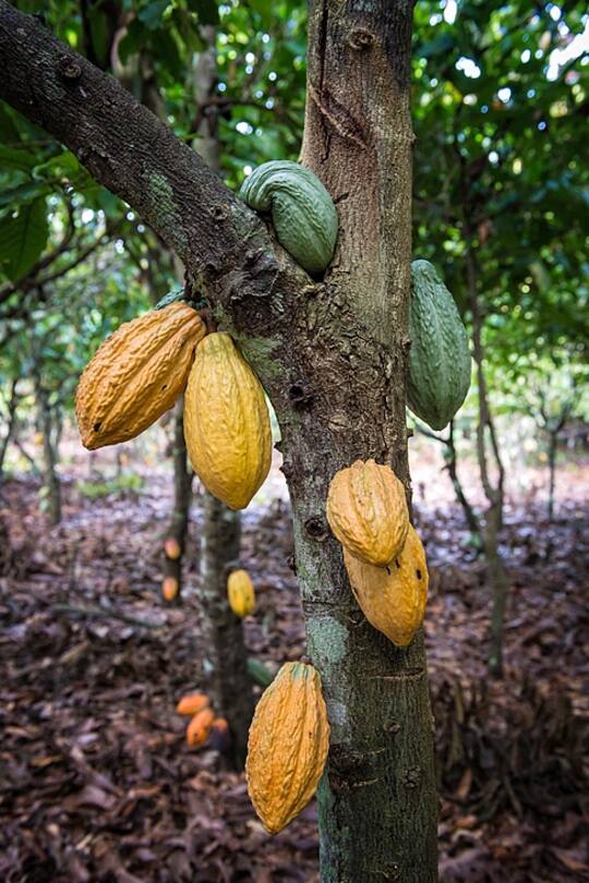 Bildgalerie - Cailler - Beim Schoggibauern