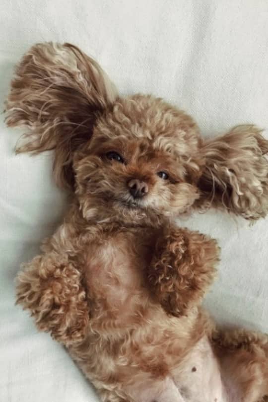 Aurora Ramazottis Hund chillt am Montagmorgen