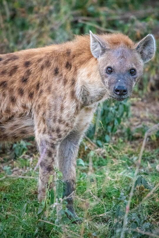 Hyäne