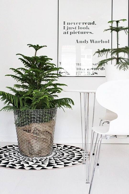 Wohninspiration zum Thema Oh Tannenbaum