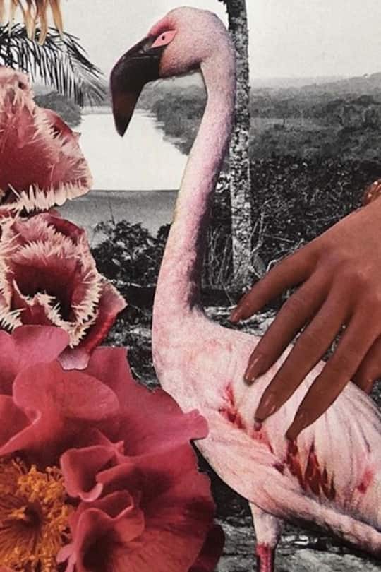 Editors Pick Bush Baby Collagen