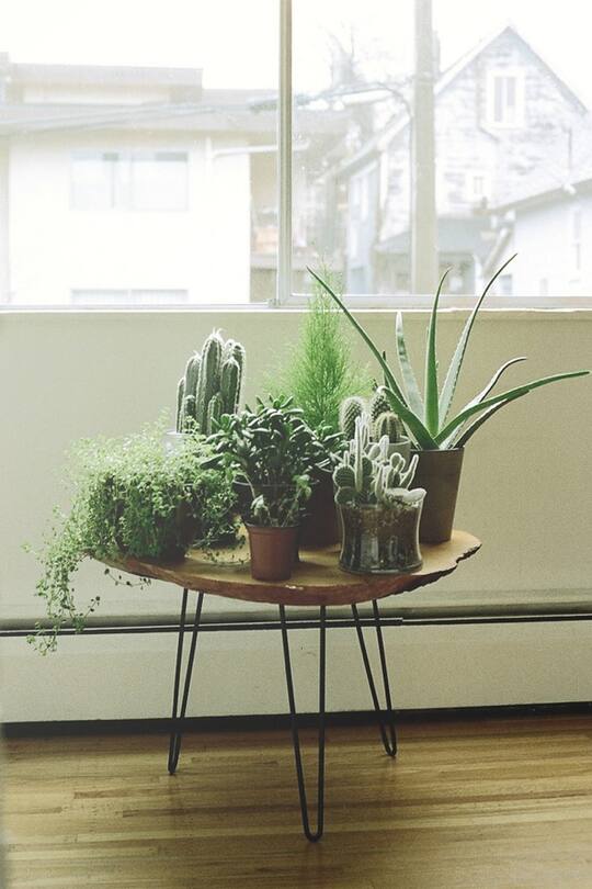 Wohntrend Pflanzen