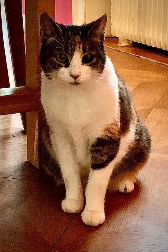 Nicole Bernegger Katze