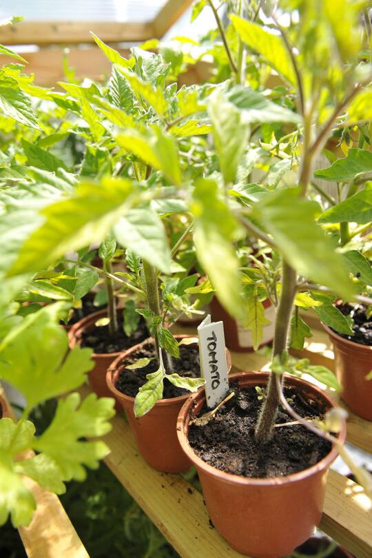 Tomato seedling plants at Ashley Vale allotments. Photo credit should read: Ben Birchall/PA (Photo by Ben Birchall - PA Images/PA Images via Getty Images)