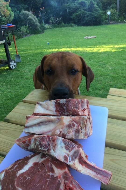 Südafrika Reisen Auswandern Sacha von der Crone Blog