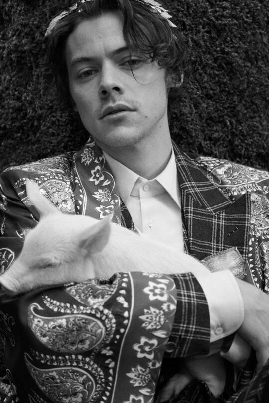Harry Styles Gucci