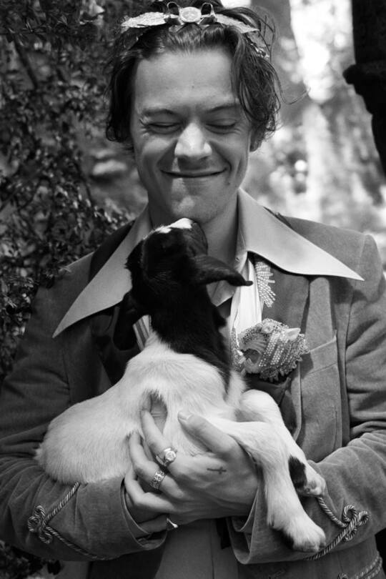 Harry Styles Gucci