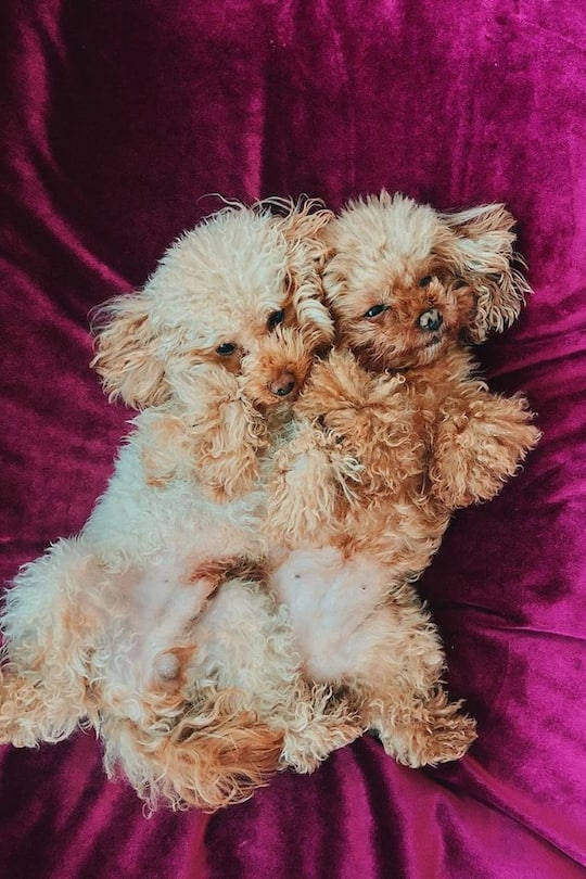 Michelle Hunziker Hunde Leone Lilly