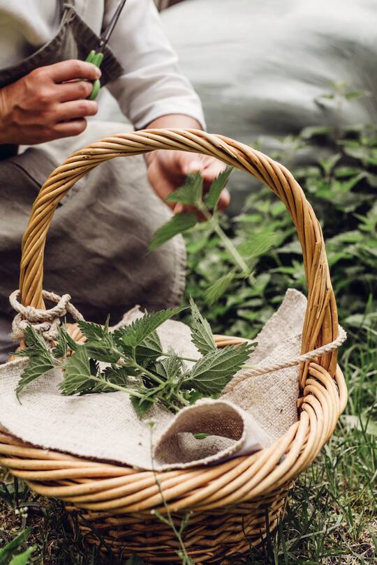 Brennnesseln in Korb