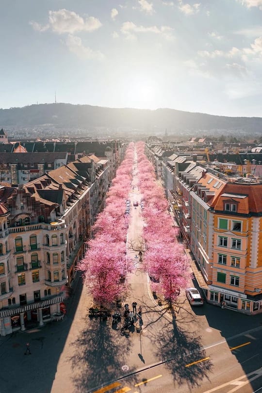 Kirschblüte Bertastrasse
