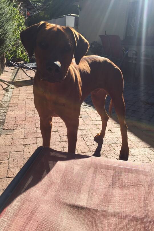 Blog Auswandern Südafrika Sacha von der Crone Alltag Leben