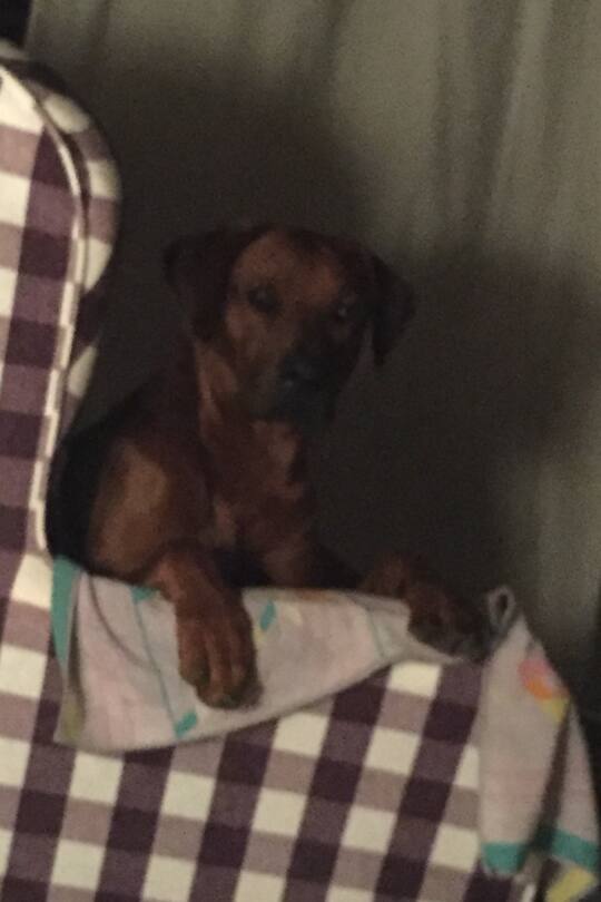 Sacha von der Crone Neues Leben am Kap - voller guter Hoffnung