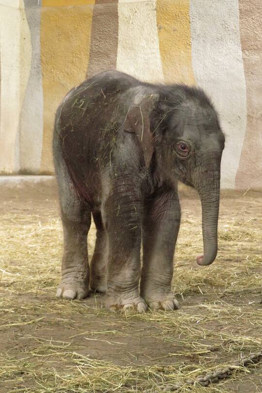 Das Elefantenbaby