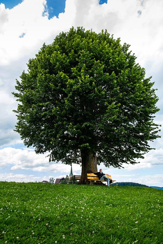 Unter dem Lindenbaum Ziegler bevorzugt das Land gegenüber der Stadt.