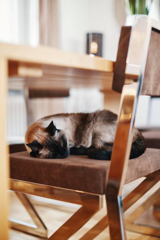 Michael von der Heide, Saenger und Entertainer, mit Partner Willy Spiess, Homestory Ruemlang ZH, SI 41/2021