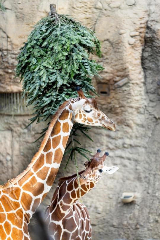 Die Giraffen fressen vom hängenden Baum und von Ãsten die Ihnen gereicht werden. Zoobesuch. ©Roger Hofstetter